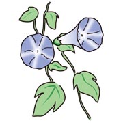 アサガオ