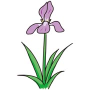 アヤメ
