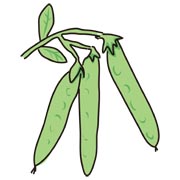 枝豆