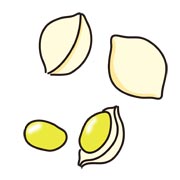 銀杏