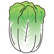 白菜