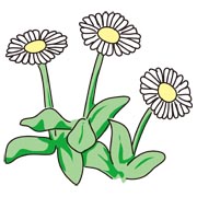 ヒナギク