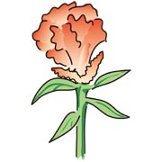 ケイトウ