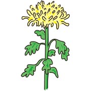 菊