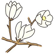 木蓮