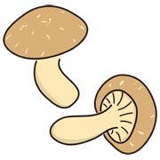 椎茸