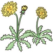 タンポポ