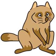 タヌキ