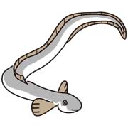 ウナギ